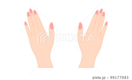 ピンクのマニキュアをした手 両手 ボディーパーツ ピンクのマニキュアをした手 両手 ボディーパーツ 99177083
