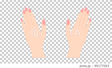 ピンクのマニキュアをした手 両手 ボディーパーツ ピンクのマニキュアをした手 両手 ボディーパーツ 99177083