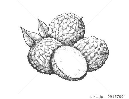 Litchi sketch illustration 99177094
