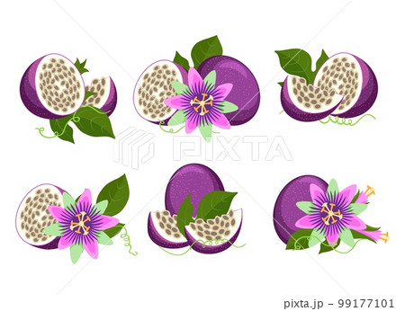 Maracuja and passiflora 99177101