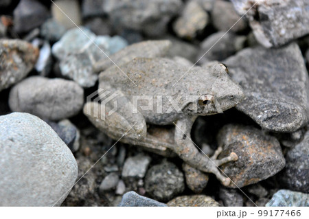 カジカが流れの脇の石の上に居た 99177466