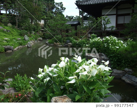京都　建仁寺両足院にあった半夏生 99177547