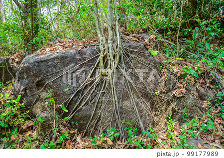 Tree growing on a rock under adverse conditions 99177989