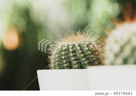 Mini cactus plant potted on blurred garden background Mini cactus plant potted on blurred garden background 99178081