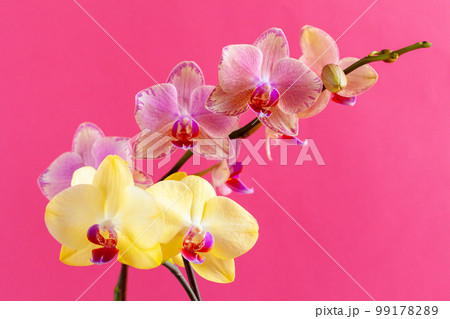 Orchid flower branch on bright pink background Orchid flower branch on bright pink background 99178289
