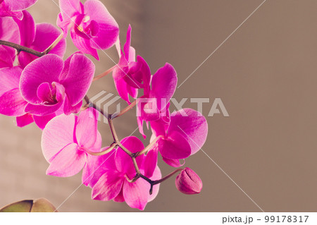 Beautiful purple Orchid flowers on a branch 99178317
