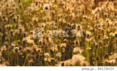 Small flowers of grass and orange color of sunlight Small flowers of grass and orange color of sunlight 99178435