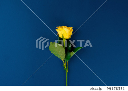 Fresh flower on classic blue background, copy space Fresh flower on classic blue background, copy space 99178531