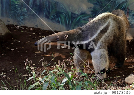 オオアリクイのポートレート 99178539