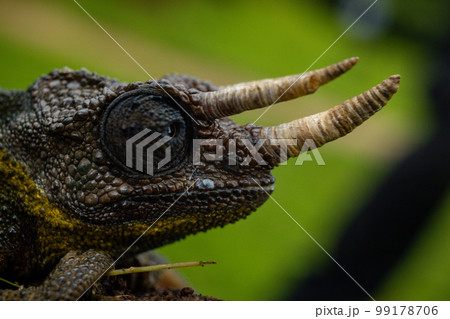 Jackson's chameleon, also known as Jackson's horned chameleon, three-horned chameleon or Kikuyu three-horned chameleon, is a species of chameleon native to East Africa, but also introduced to Hawaii,  99178706