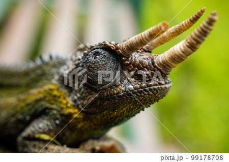 Jackson's chameleon, also known as Jackson's horned chameleon, three-horned chameleon or Kikuyu three-horned chameleon, is a species of chameleon native to East Africa, but also introduced to Hawaii,  99178708