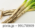 土付きのネギ 99178909