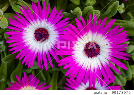 Beautiful flower Beautiful flower 99178979