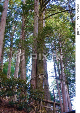 三峯神社 神社 秩父三社 縁結びの木 ヒノキ モミ 三峯神社 神社 秩父三社 縁結びの木 ヒノキ モミ 99178988