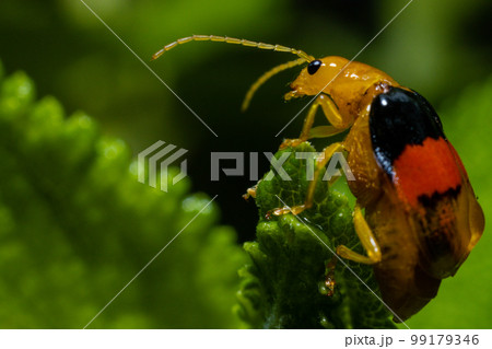 Small insects  99179346