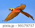 飛ぶインコ　インコ科の鳥　ルリコンゴウインコ 99179737