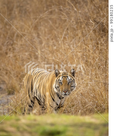 wild adult bengal male tiger or panthera tigris tigris head on with eye contact on territory marking in evening safari bandhavgarh national park forest tiger reserve umaria madhya pradesh india asia 99180235