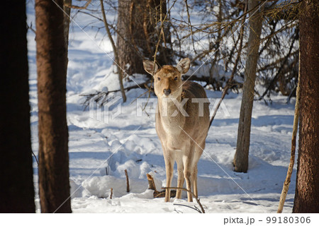 エゾシカ エゾシカ 99180306