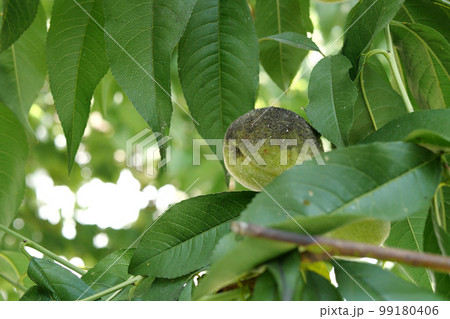 green peach growing on a branch on a sunny day 99180406