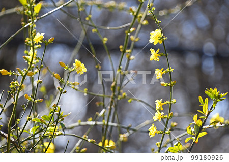 オウバイモドキ（黄梅擬） 99180926