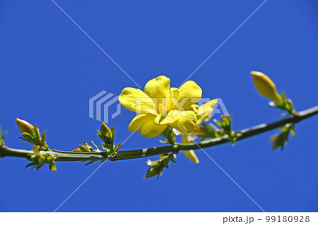 オウバイモドキ（黄梅擬） 99180928