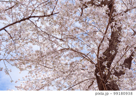 桜 満開 桜 満開 99180938