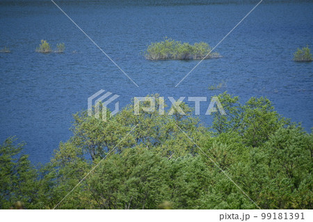 綺麗な雪解け水が満ちている水没樹がある白川湖の風景 99181391