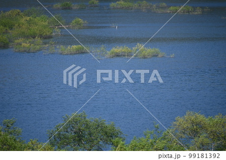 雪解け水の中に埋もれている緑の葉が綺麗な木がある白川湖の風景 99181392