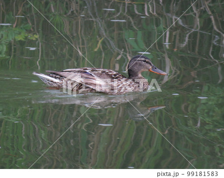 優雅に泳ぐマガモのメス 優雅に泳ぐマガモのメス 99181583