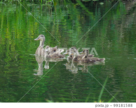 泳ぐマガモの親子 泳ぐマガモの親子 99181588