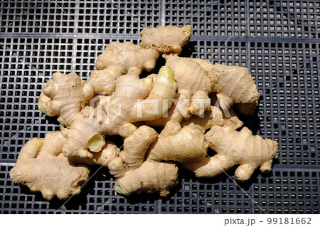 栽培用の種ショウガ 99181662