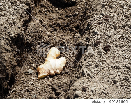 生姜の植え付け 99181666