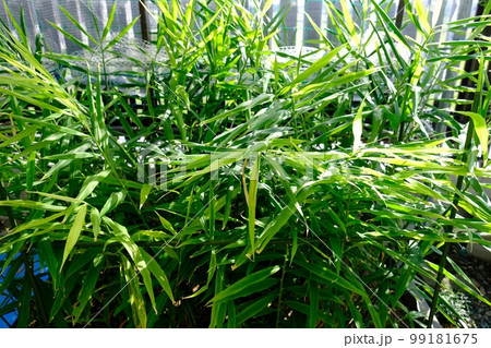 家庭菜園の生姜栽培 家庭菜園の生姜栽培 99181675