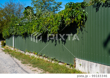 Green metal corrugated fence with growing greenery on top. Green metal corrugated fence with growing greenery on top. 99183346