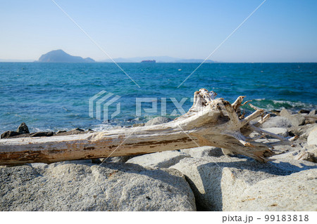 伊良湖岬に流れ着いた流木 伊良湖岬に流れ着いた流木 99183818