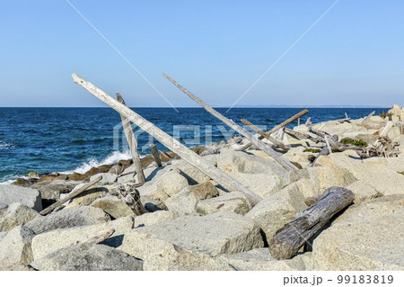 伊良湖岬に流れ着いた流木 伊良湖岬に流れ着いた流木 99183819