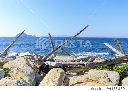 伊良湖岬に流れ着いた流木 伊良湖岬に流れ着いた流木 99183820