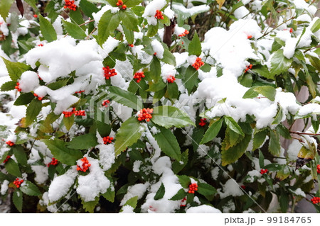 雪の中の千両の赤い実1 99184765