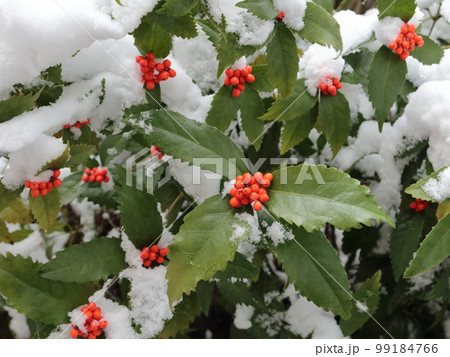 雪の中の千両の赤い実2 99184766