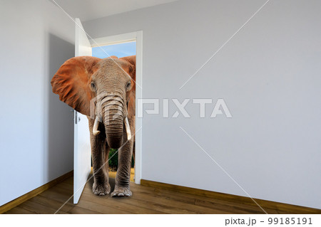 Elephants entering a door. Animal watching from a wall 99185191