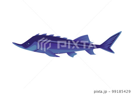 Sturgeon or sterlet fish for fishing and caviar label, flat vector isolated. Sturgeon or sterlet fish for fishing and caviar label, flat vector isolated. 99185429