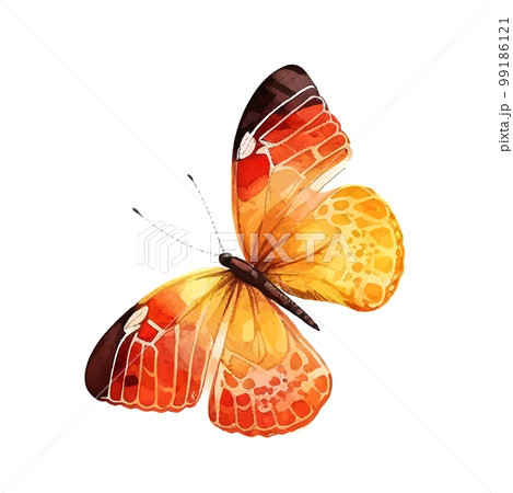 orange yellow butterfly watercolor isolated on a white background 99186121