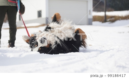 雪で遊ぶバーニーズマウンテンドッグ【岡山県真庭市蒜山】3 雪で遊ぶバーニーズマウンテンドッグ【岡山県真庭市蒜山】3 99186417