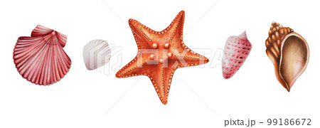 Watercolor set with starfish and shiny shells. Hand painting clipart underwater life objects on a white isolated background. For designers, decoration, postcards, wrapping paper, scrapbooking, covers 99186672
