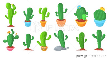 Cactus desert flower growing in pot and ground set 99186927