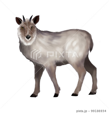 カモシカのイラスト 99186934