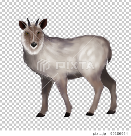 カモシカのイラスト 99186934