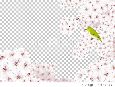 Illustration of cherry blossoms in full bloom and Japanese white-eye Illustration of cherry blossoms in full bloom and Japanese white-eye 99187245