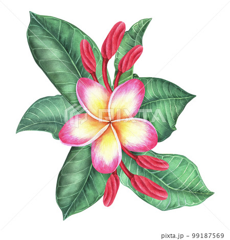 Composition of plumeria flowers and leaves. Frangipani.Watercolor botanical illustration.Isolated on a white background.For the design of stickers, travel brochures, packaging for cosmetics, perfumes 99187569