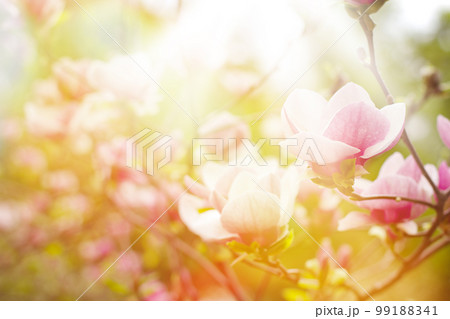 Spring flowers 99188341